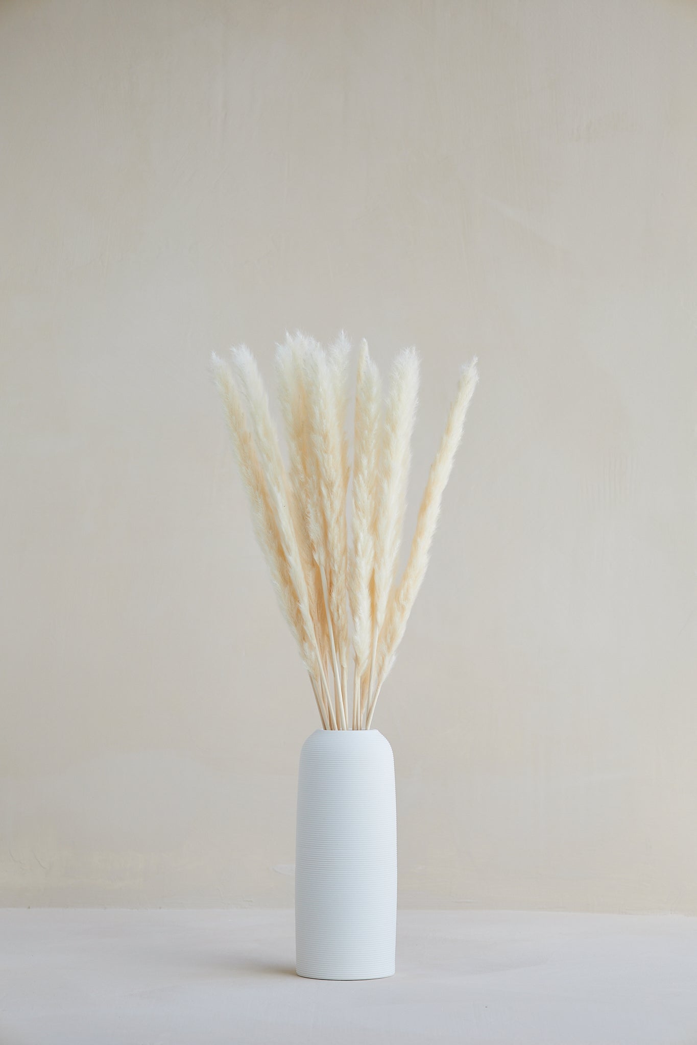 Cream Pampas Grass