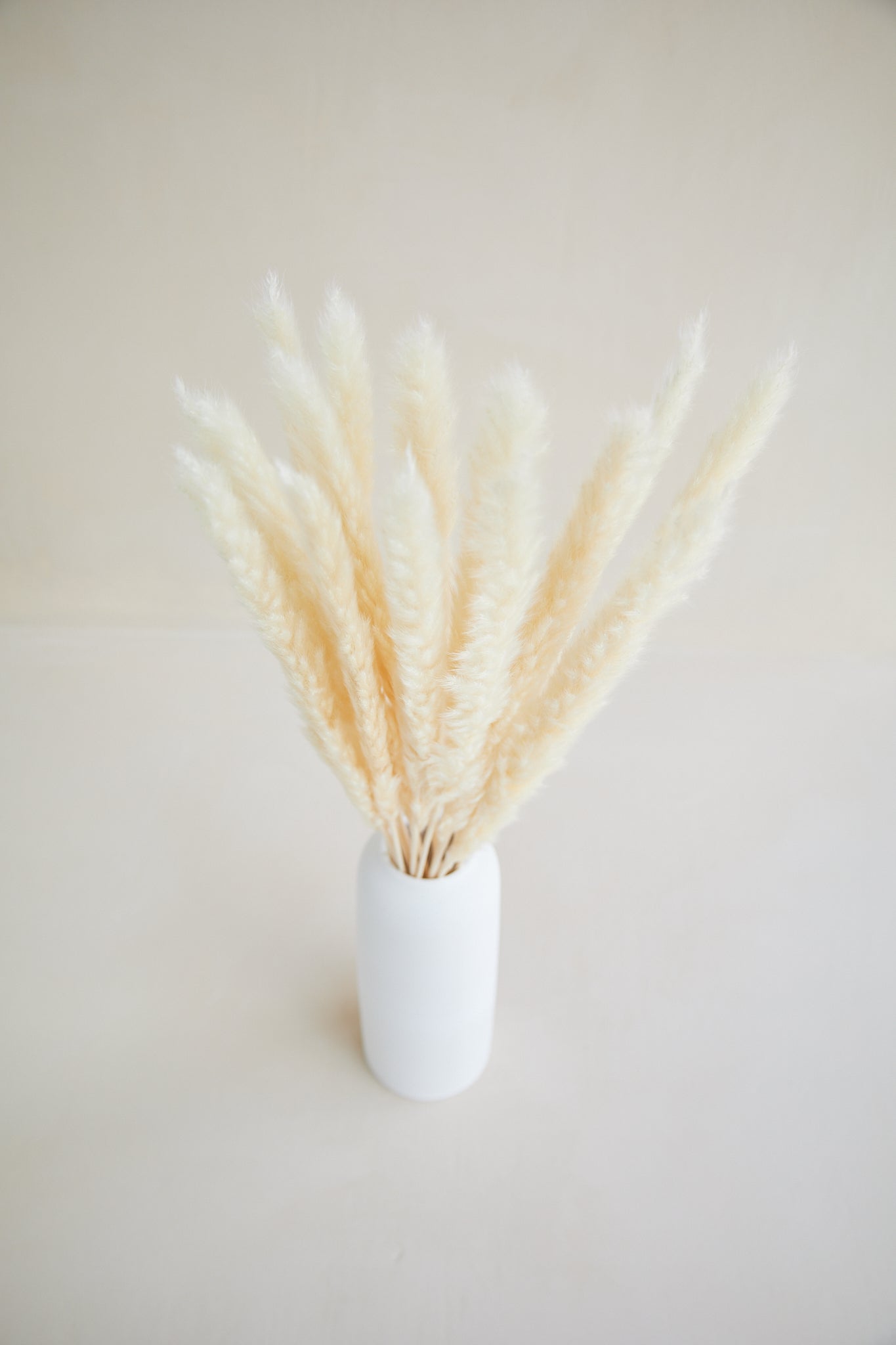 Cream Pampas Grass