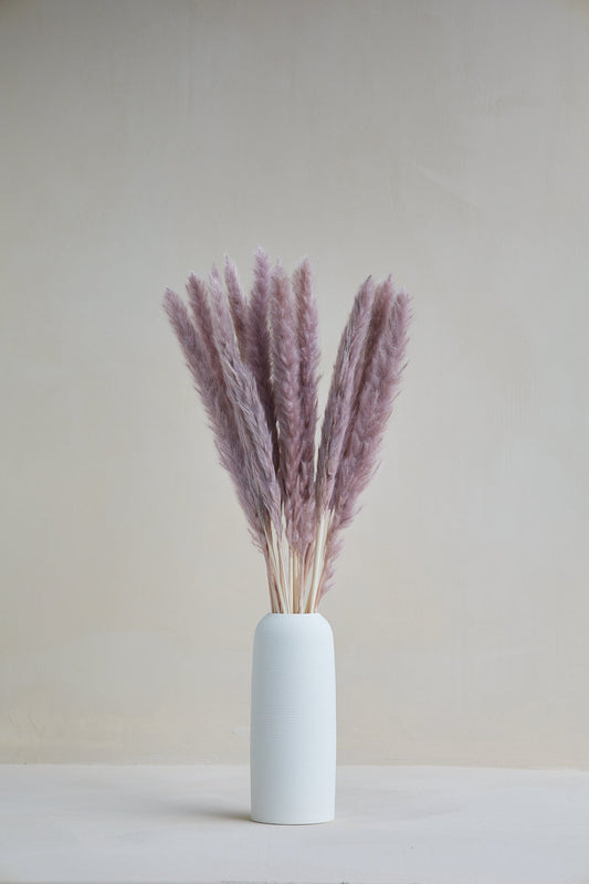 Mauve Pampas Grass