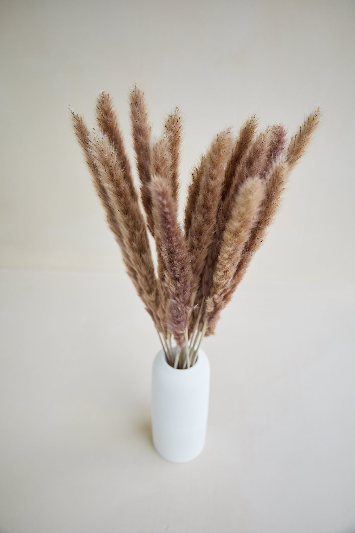 Brown Pampas Grass