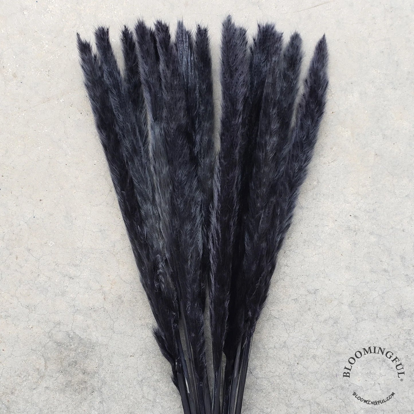 Black Pampas Grass