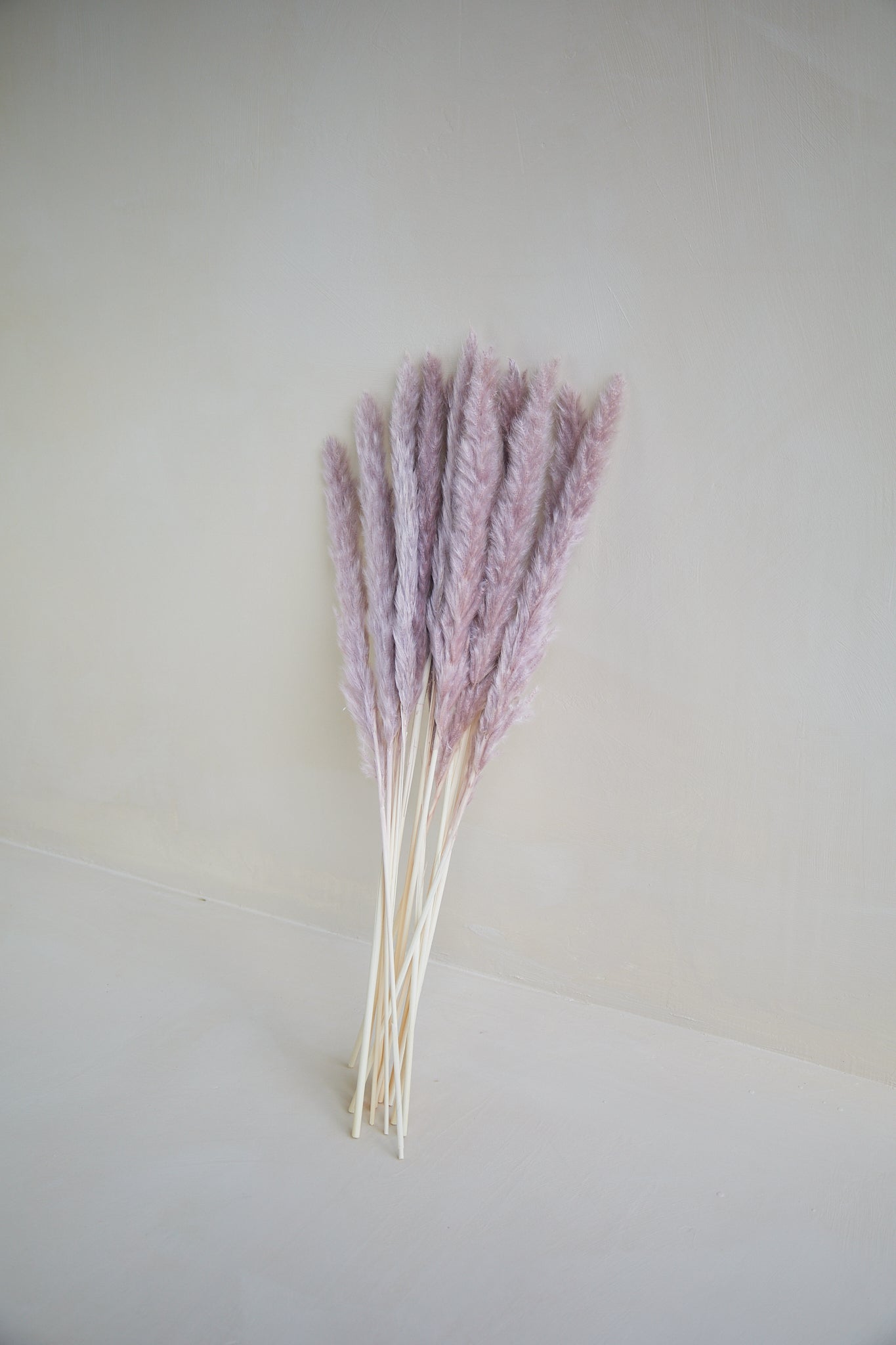 Mauve Pampas Grass