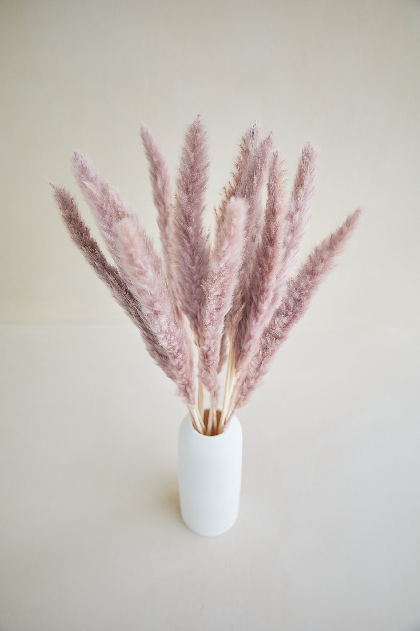 Mauve Pampas Grass